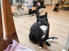 Tabby's Place is a haven where cats with advanced needs, like paraplegic Olive, thrive.