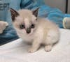Violet, Tabby's Place's 5,000th cat, has just been adopted.