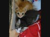 Gritito and fellow rescued kitten Wisteria