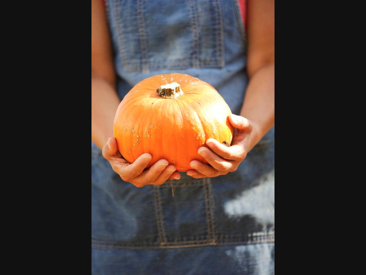 apron,  close-up,  colorful,  fresh,  garden,  gardening,  hands,  holding,  natural,  nature,  organic,  outdoors,  pumpkin,  soil,  sunny,
