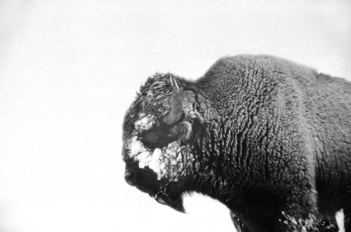 An American bison, like this one, gave snowmobilers quite a scare at Yellowstone National Park.