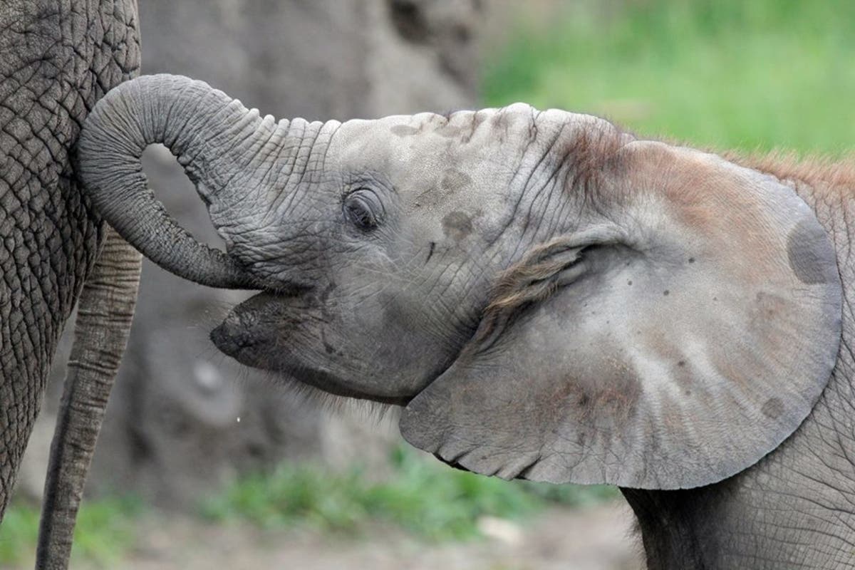 Indianapolis Zoo officials believe the elephant Kalina died of an aggressive herpes virus that strikes without warning.