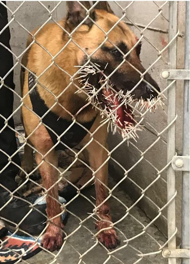 The K9 officer Odin got a mouthful of porcupine quills while tracking a suspect in Oregon, but is recovering.