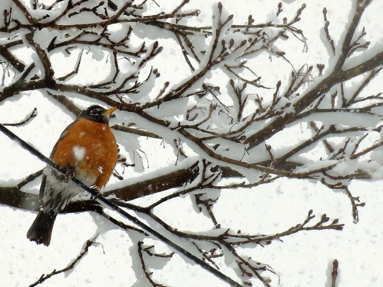 The Audubon Society is holding its 120th annual Christmas Bird Count in communities across North America Dec. 14. 2019, to Jan. 5, 2020. The citizen census informs scientists and ornithologists about the health of North American bird populations.