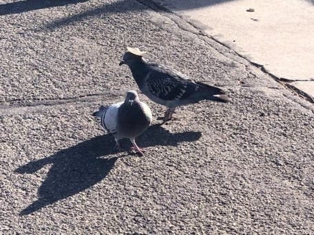 Reno City Manager Sabra Newby posted photos on Twitter of a pigeon wearing a sombrero — an inhumane practice that seems to be a copycat of similar incidents in Las Vegas in December 2019. One of those hat-wearing pigeons recently died, she said.