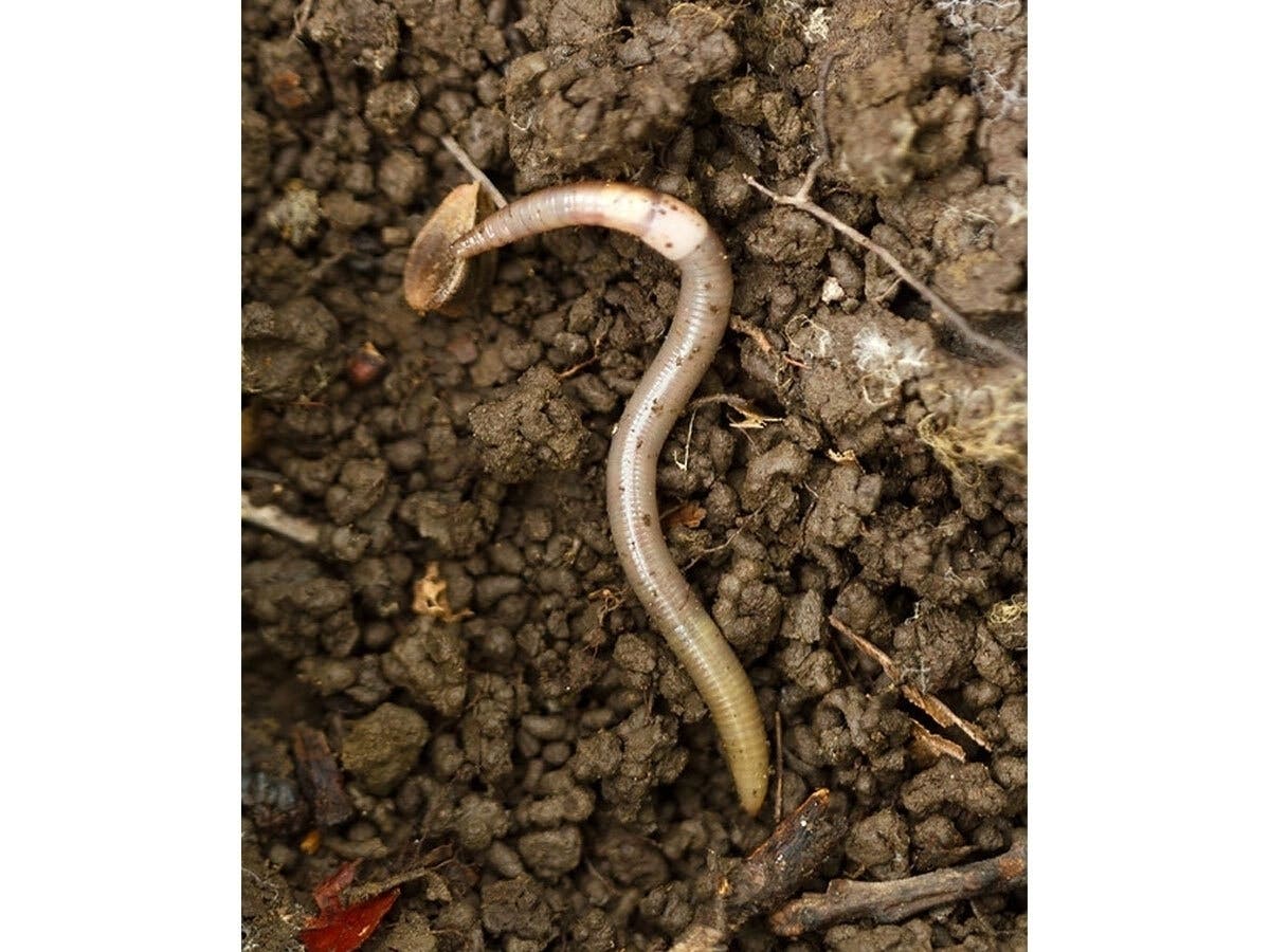 Jumping worms eat everything in their path, including leaf litter, the first layer of soil on the forest floor, home not only to many unseen tiny creatures but also an important source of nutrients that plants need to sprout and grow.