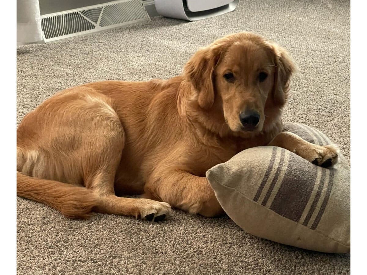 Meet Libby And The Ordinary People Trying To Bring The Lost Dog Home.