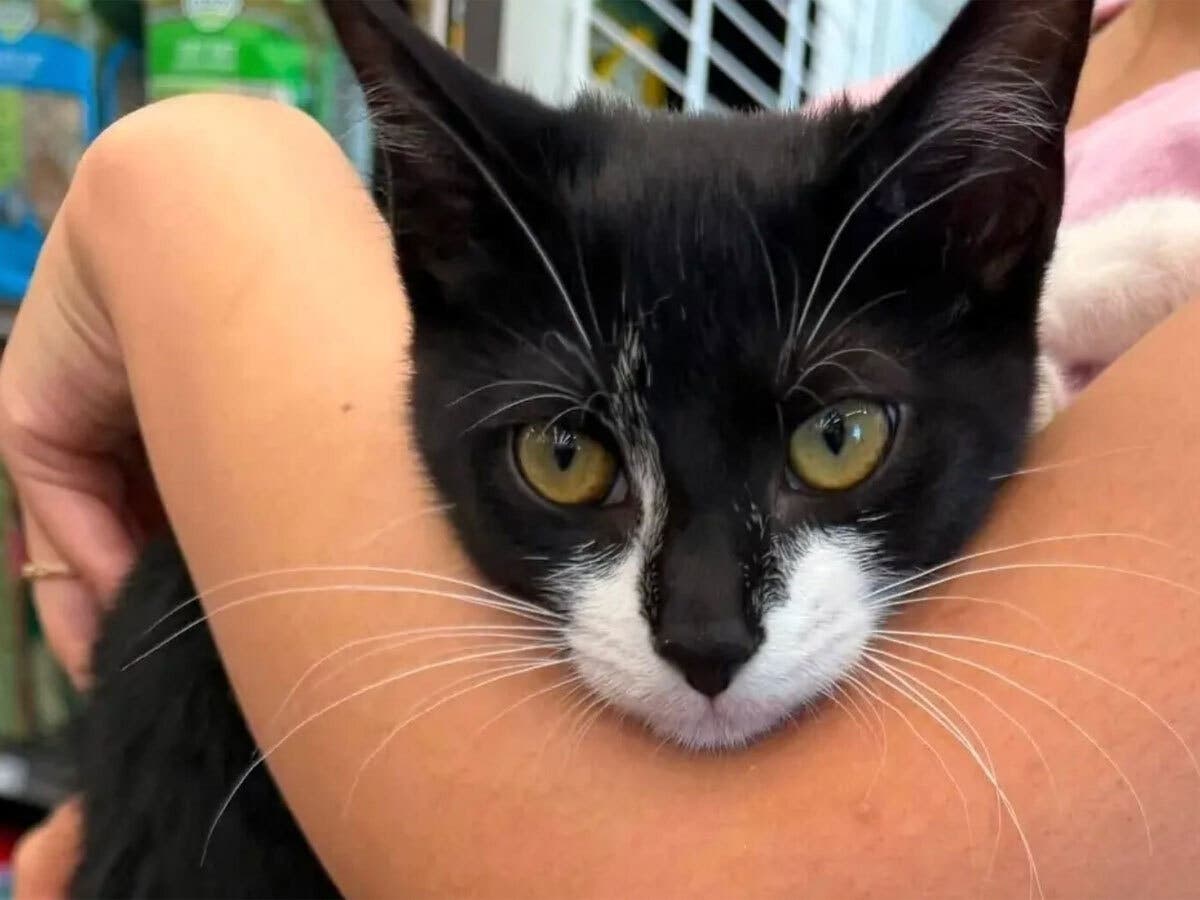 This kidnapped kitten at the center of an attempted bank robbery in Prince George’s County in Maryland is still stealing — though perhaps not in the usual way.