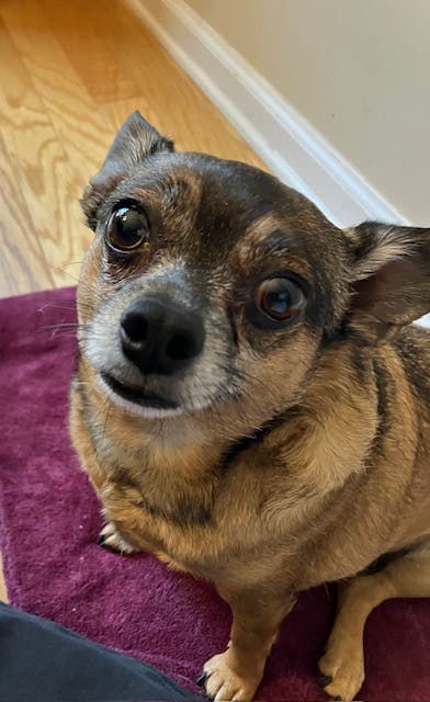 Chihuahua female 3yrs