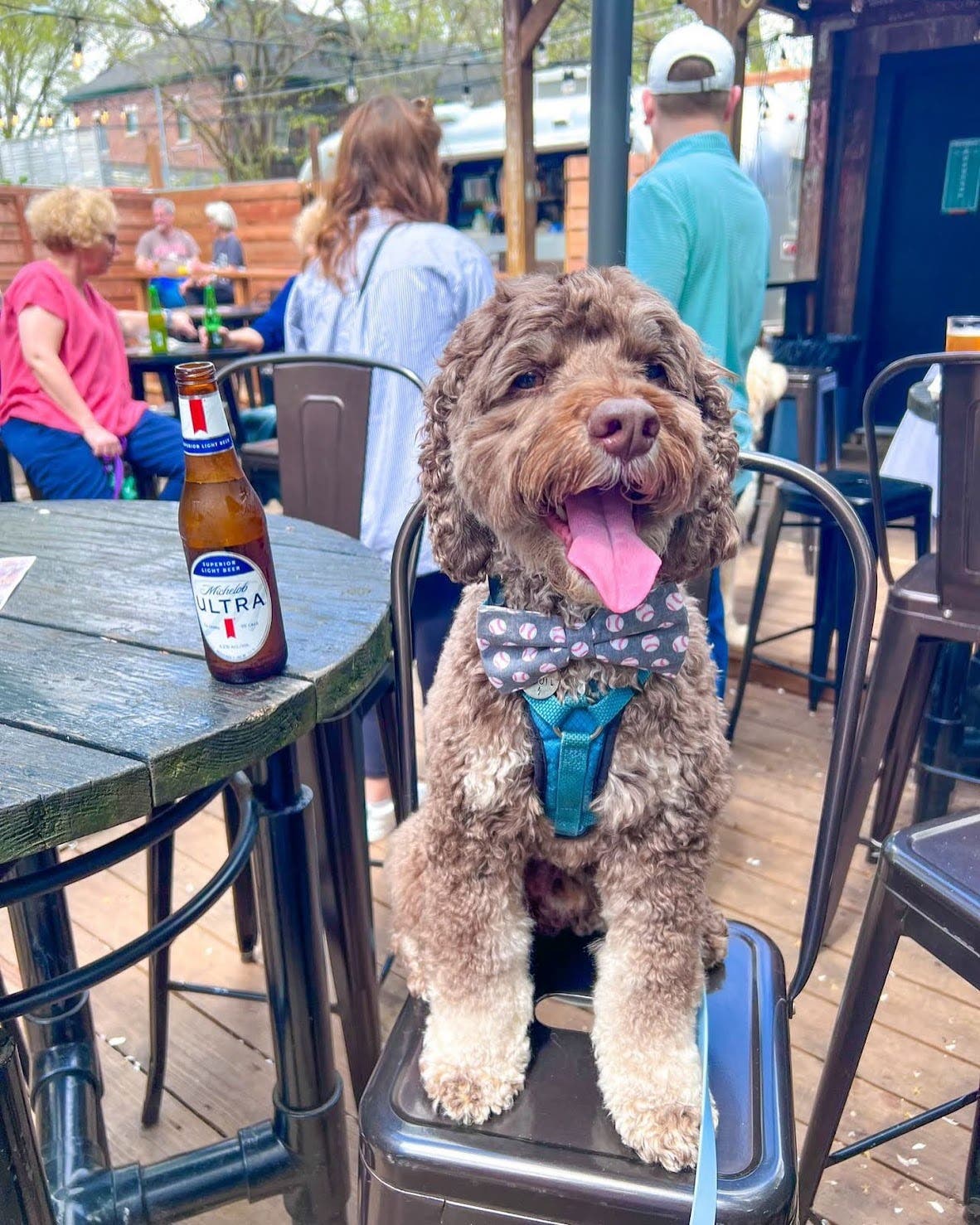 Cody’s National Adopt a Shelter Pet Day Fundraiser