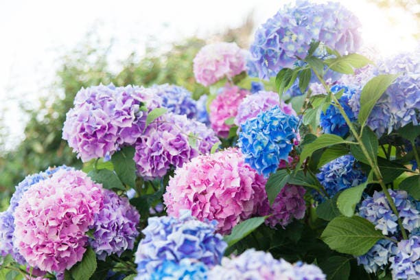 All About Hydrangeas