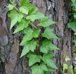 Noxious Neighbors: English Ivy
