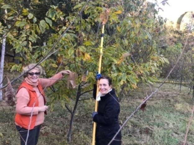 Greenwich Tree Conservancy and Chestnut Tree Harvest | Greenwich, CT Patch