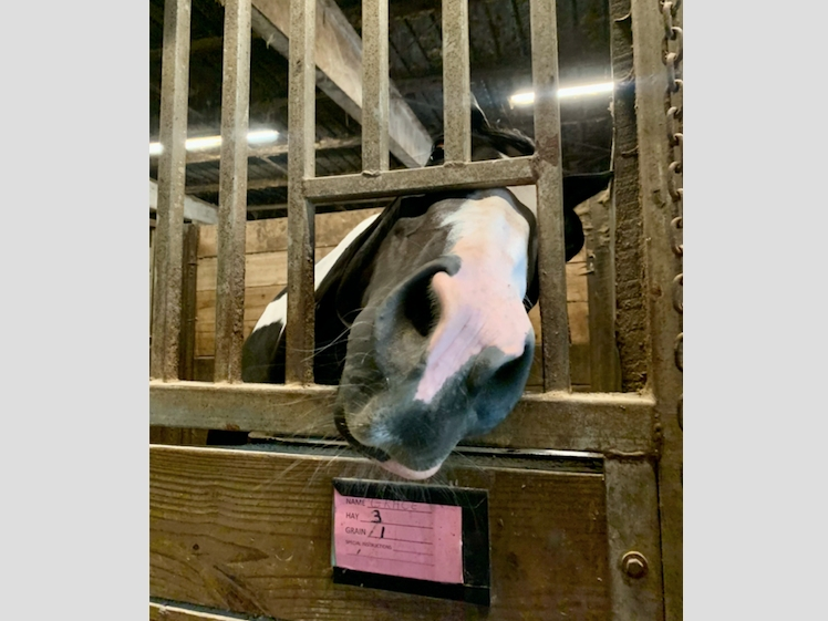 NuNu, now known as Amazing Grace, begs for treats from her stall at Forest View Farms in Tinley Park. 