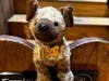 A stuffed dog named Odie was left behind at Pilcher Park on Aug. 10. They're trying to find its owner. 