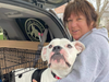 Christy VanMerkestyn drives all over Illinois and even to other states to transport animals to help rescue organizations and shelters. 