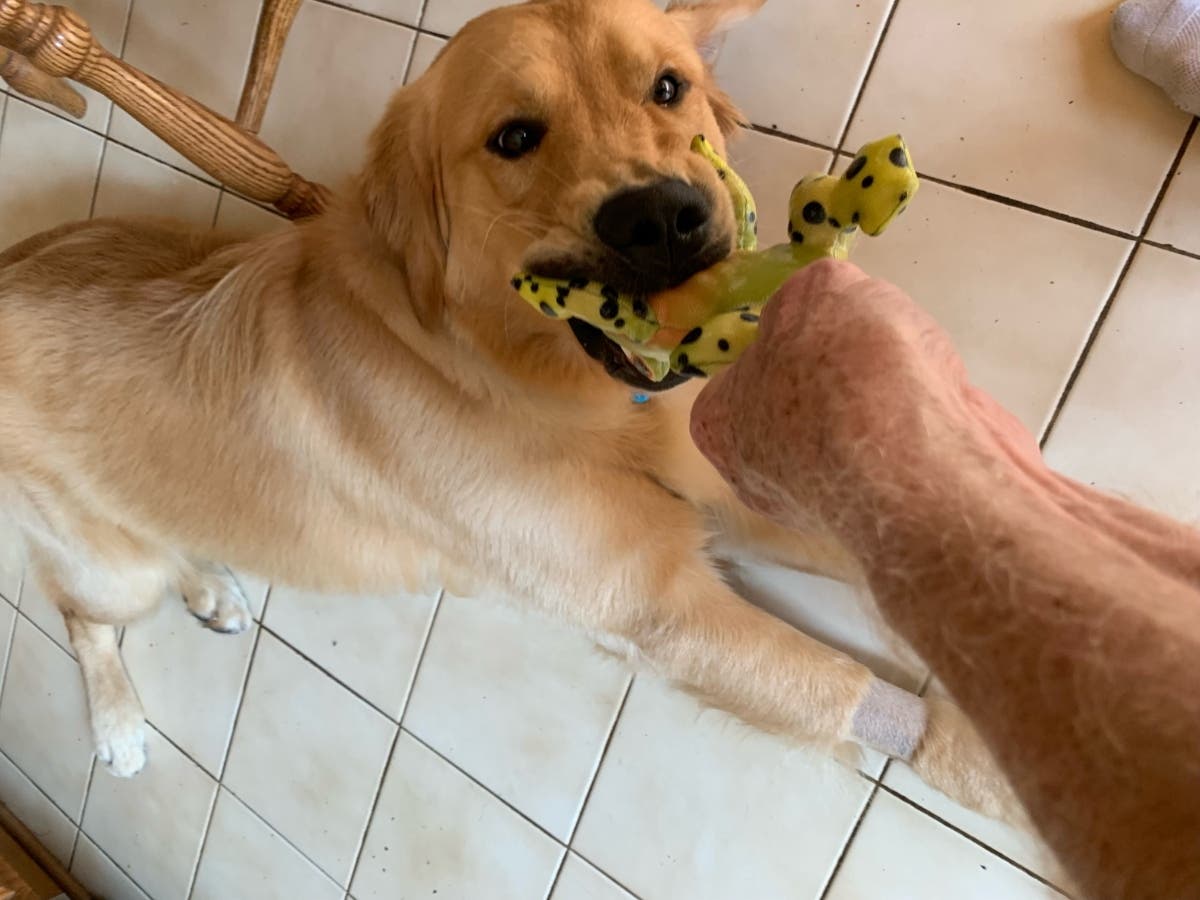 Kevin and Mary Beth O'Donnell were worried sick about their 11-month-old golden retriever Cooper. 