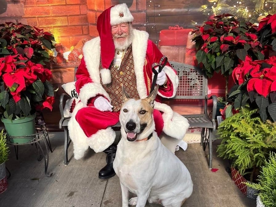 Ryker is a 4-year-old bull terrier mix who has spent his entire life in shelters. 