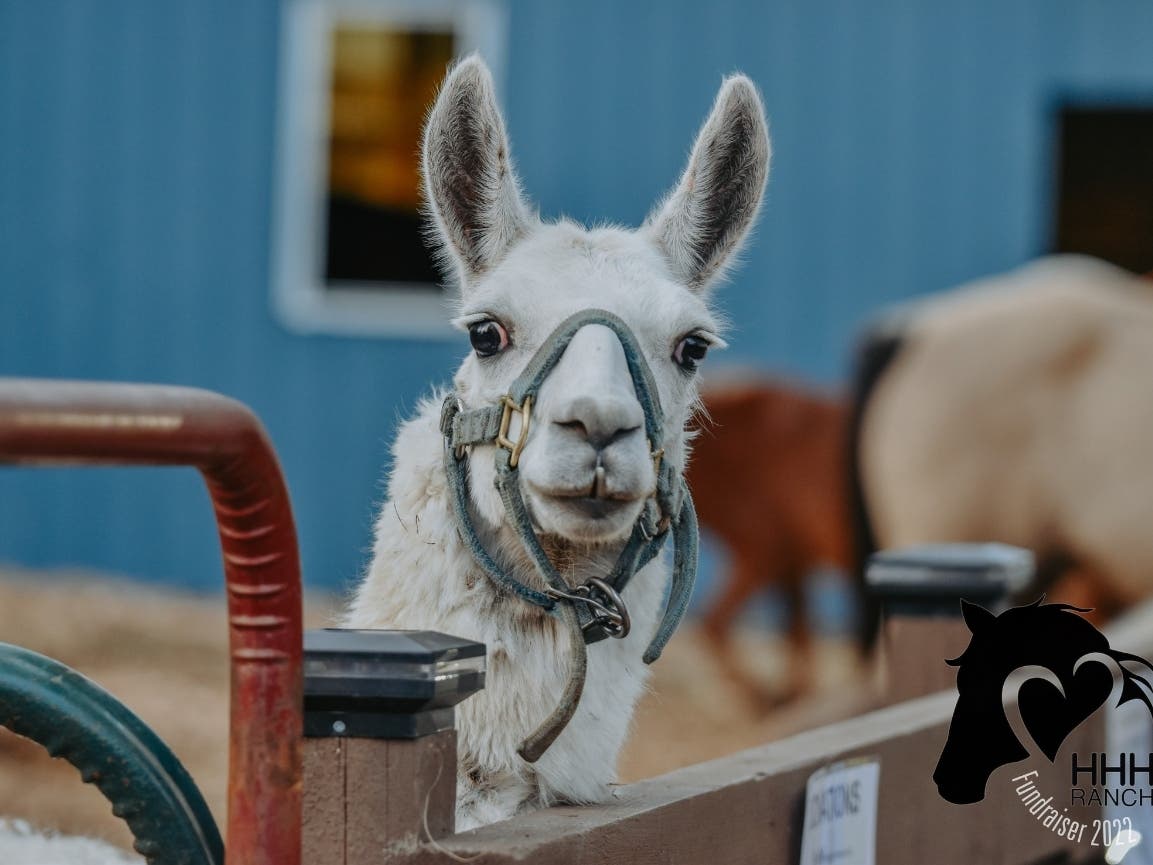 Manhattan Rescue Farm's Hay Supply Dwindling, In Dire Need Of Help ...