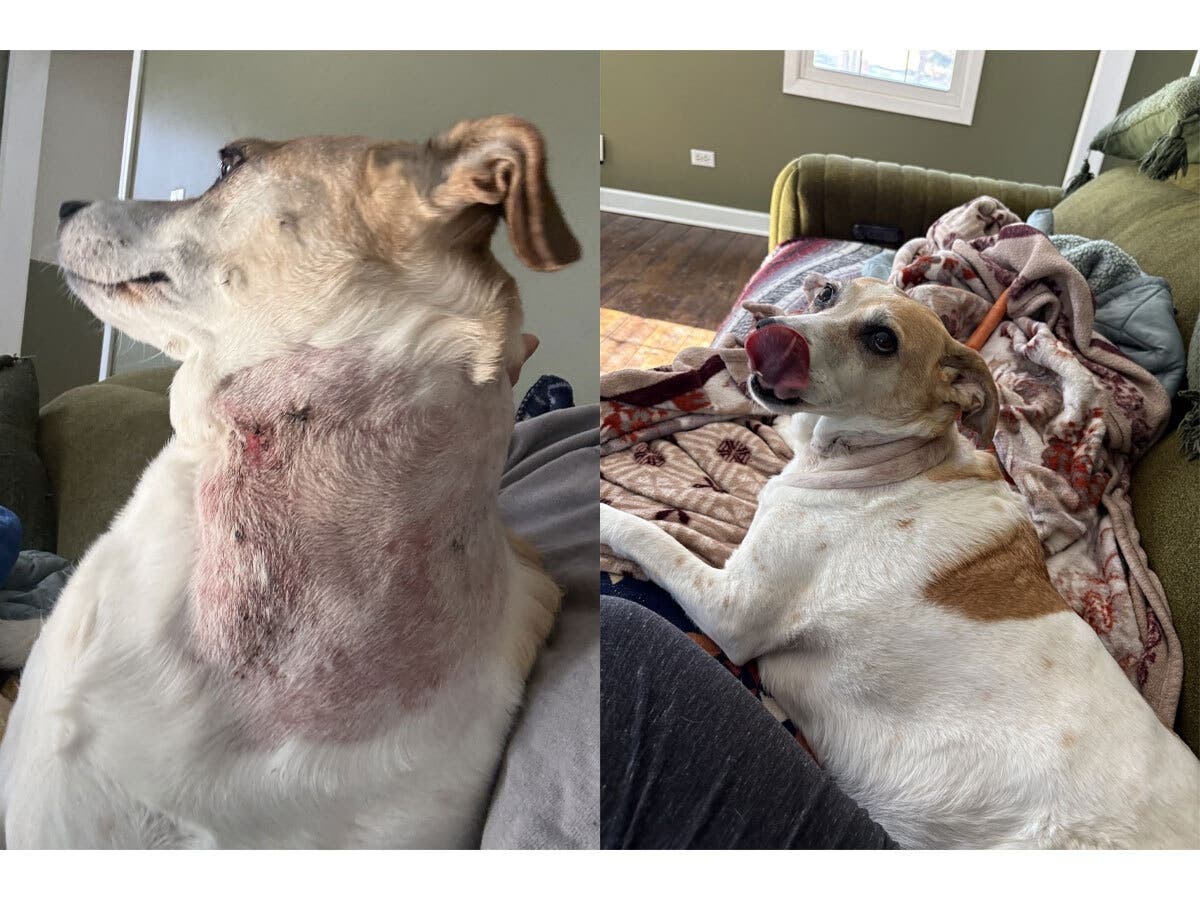 A 10-year-old Jack Russell terrier from unincorporated Mokena was attacked by two coyotes in the family's yard. 