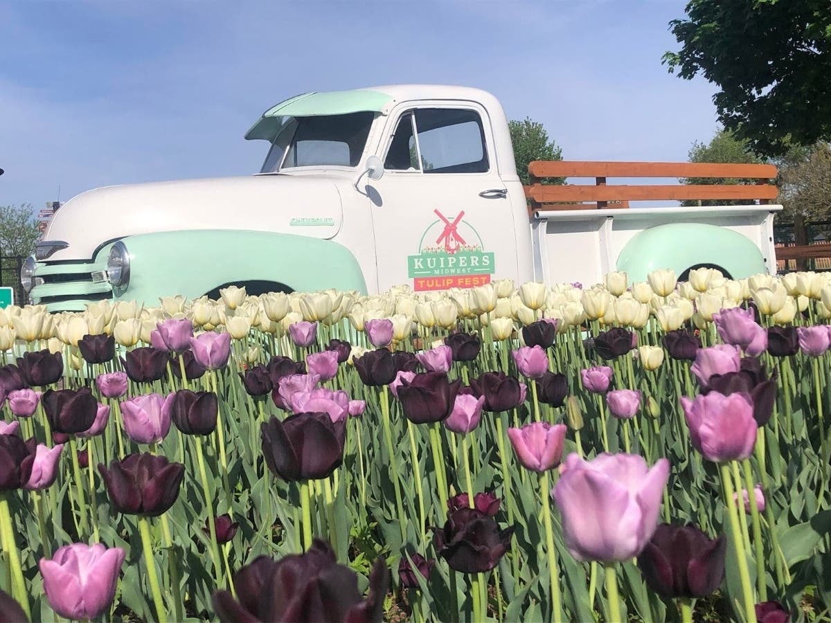 Kuipers Family Farm's Tulip Fest is set to open April 17. 