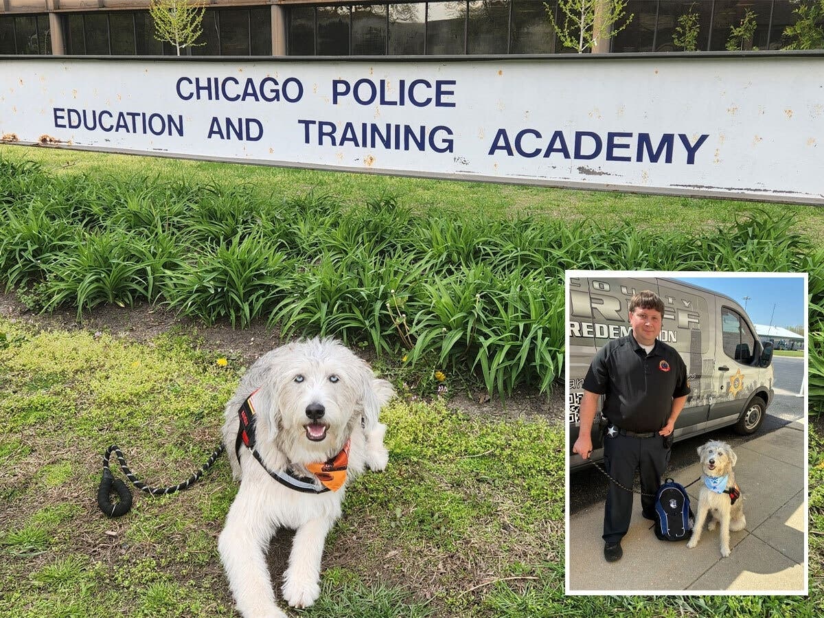 Orland Park Police K9 Holly and her handler were one of 11 teams certified in the first class of the nation’s Crisis Response Therapy Canine Certification Program.