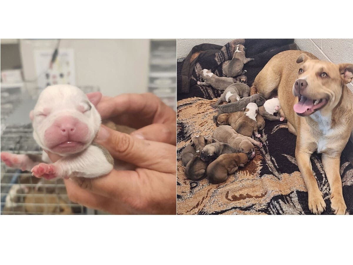 A dozen week-old puppies and two adult dogs are safe after being found abandoned at a Harvey home, the Cook County Sheriff's Office said. 