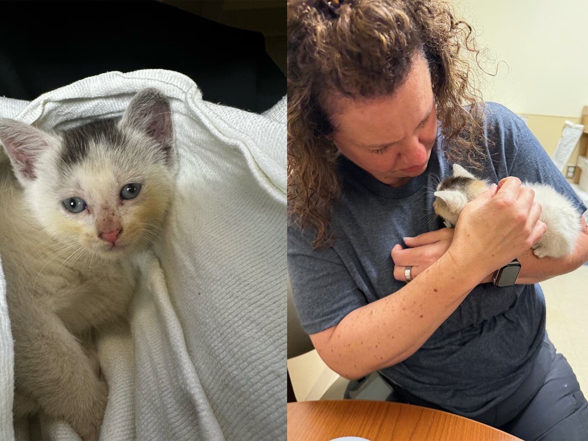 A 6-week-old calico kitten is safe and well-loved in its new forever home, thanks to the kindness of a stranger and the compassion of staff at Silver Cross Hospital's emergency department.
