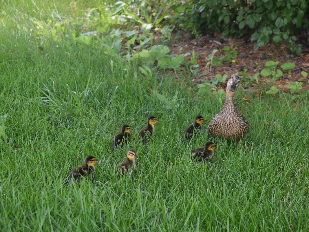 A relieved mother duck and her ducklings reunited after the six ducklings were pulled from an Orland Park sewer Thursday.