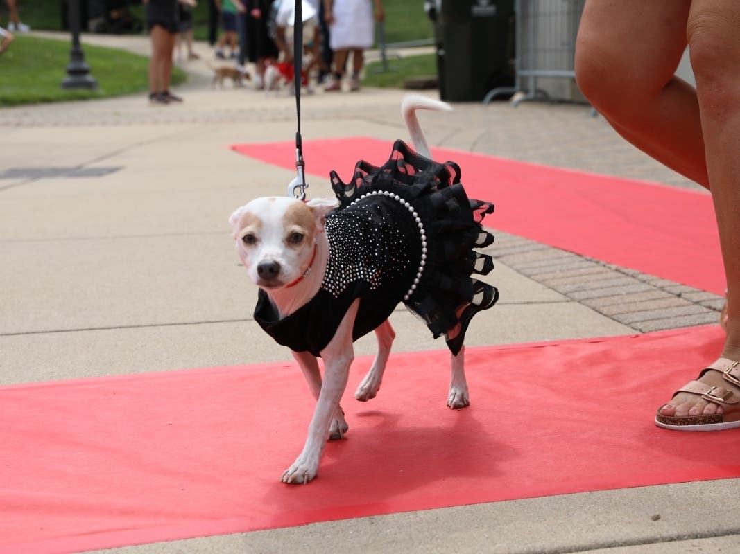 The Village of New Lenox has rebranded its Chihuahua Beauty Pageant as the Puppy Pageant. It's now open to dogs of all breeds and ages. 