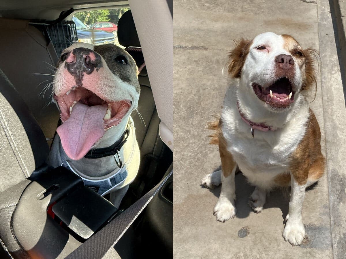'Our Hearts Are Broken': Dog Rescue Ends Fight To Stay In Homewood Space, Begins Search For Next Home