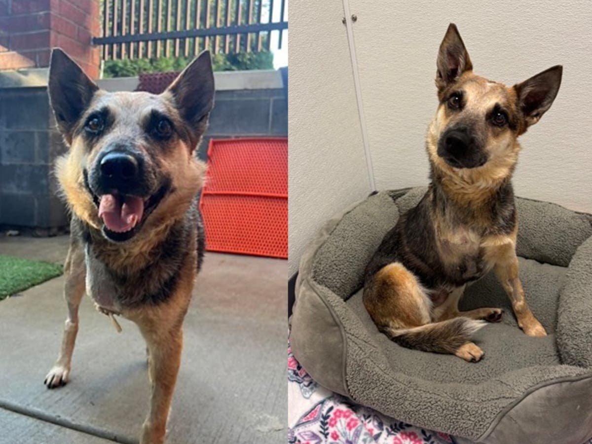 A dog named Mercy after being rescued from the side of I-355 is now eligible for adoption following her recovery from an amputation. 