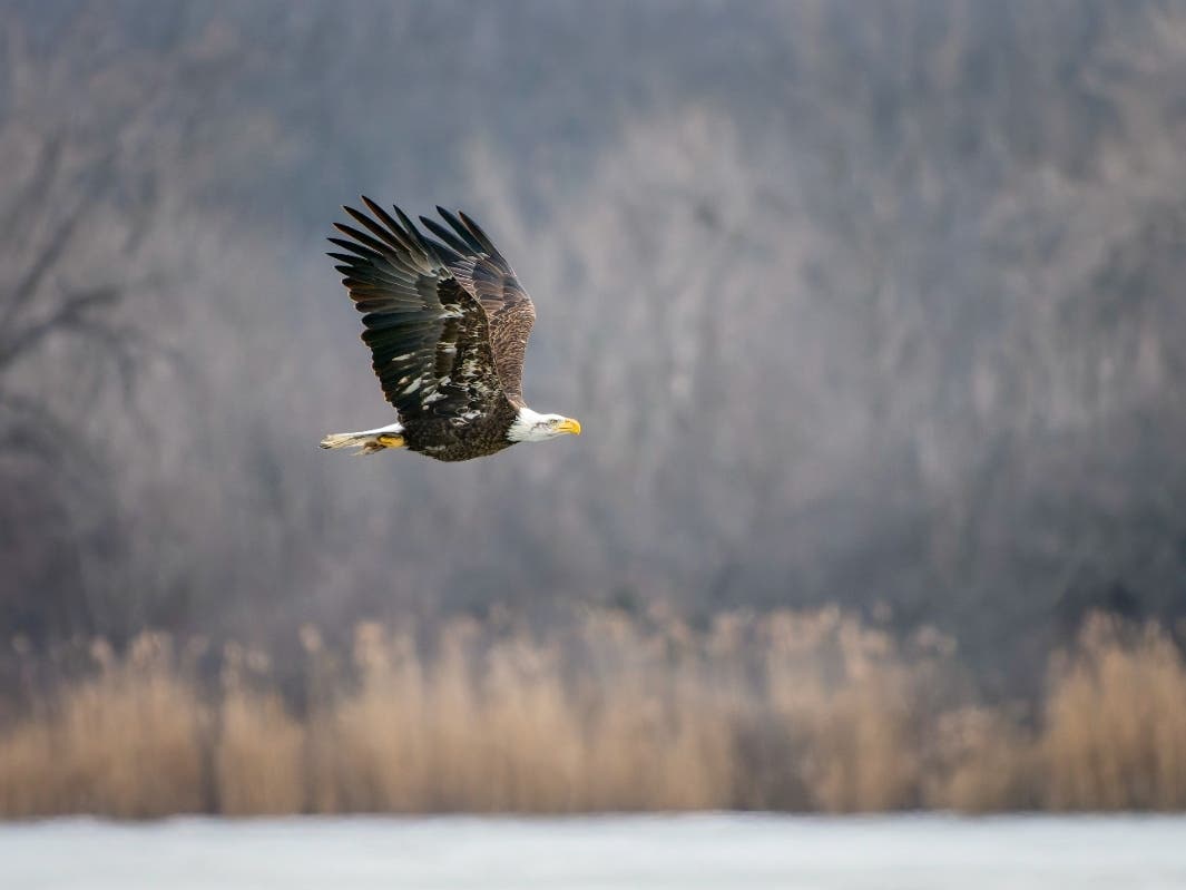 A bald eagle is photographed at Saganashkee Slough in 2025. Forest Preserves of Cook County seeks best nature photography now through Aug. 16.