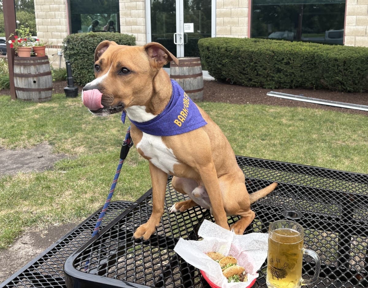 Will County Animal Protection Services is celebrating National Adopt a Shelter Dog month with waived adoption fees and a Barktoberfest event. 