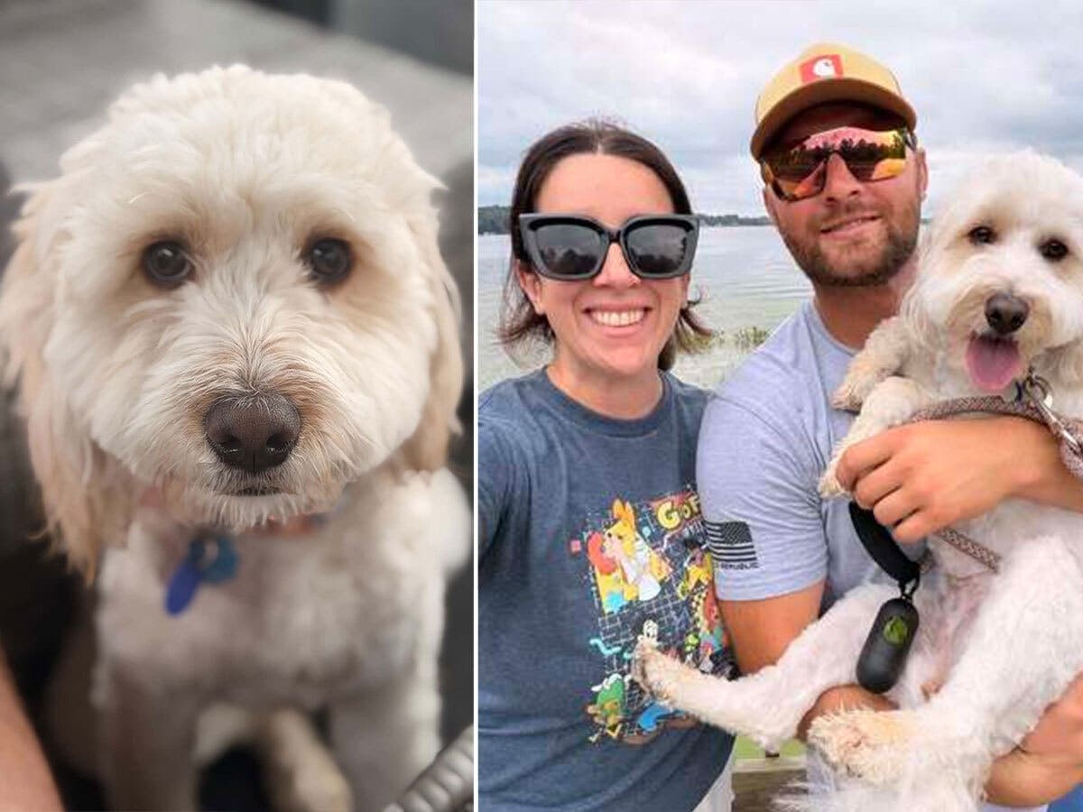 Erin Work and Casey Rauhut's dog Poppy was killed Sept. 15 by a loose dog near a Palos Heights school. They say they still don't have any answers about the dog or any actions that might be taken. 