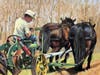 Elaine Juska Joseph, "Plowman", pastel
