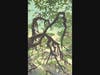 Diane Chandler, Waitomo Jungle, oil