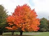 Maple at Bridebrook