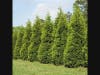 Evergreens for the Bandstand