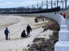 Students planting grasses