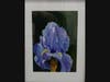 Purple Iris by Barbara Kelly