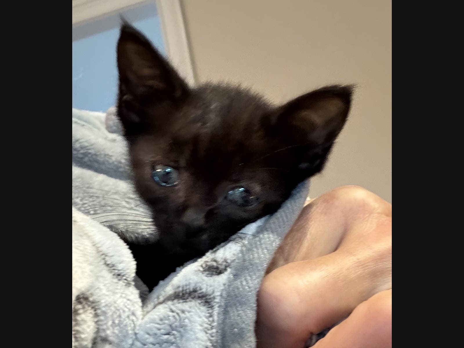 MEET PORTIA Thanks to the dedication of Stray Cat Blues volunteers, this little cat survived being abandoned, starved, and riddled with parasites before she was even old enough to be weaned.