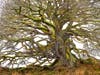 Trees, UK* tree