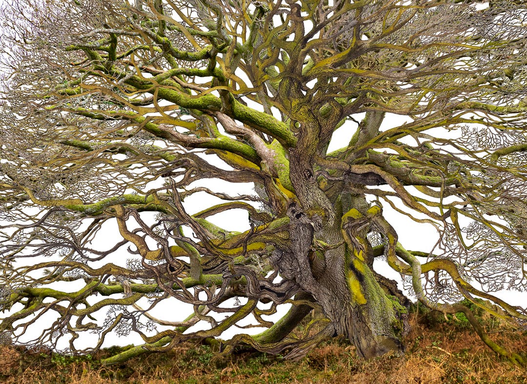 "Under the Branches" - A Meet & Greet Featuring Works by Victoria & Lawrence Elbroch