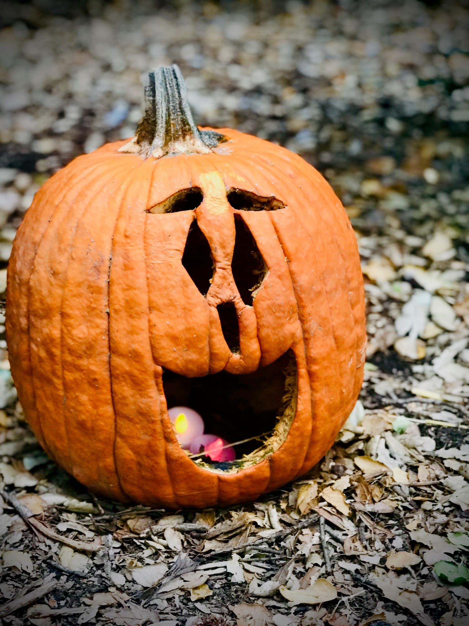 Pumpkin at Descanso Gardens