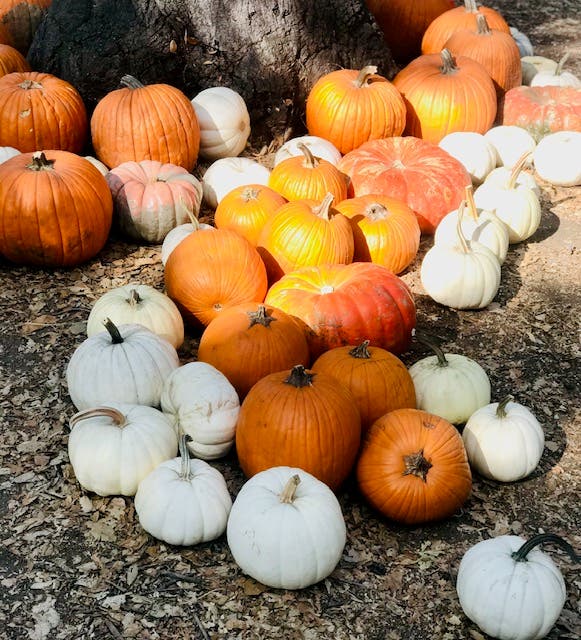 Pumpkins at Descanso Gardens