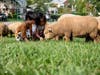Come see live lambs from 8a-11a on May 2