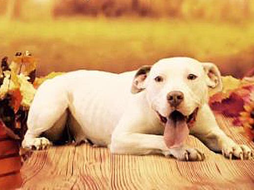 prada dog