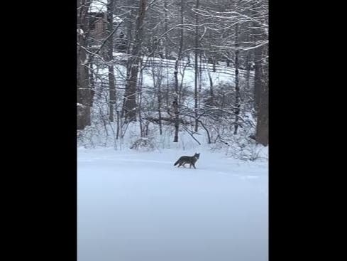 A coyote is seen Feb. 11 in a Fairfield backyard.
