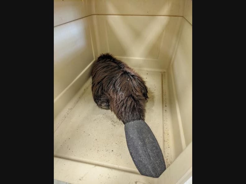 Fairfield Animal Control rescued a sick beaver last week.